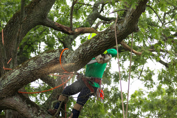 Best Seasonal Cleanup  in USA